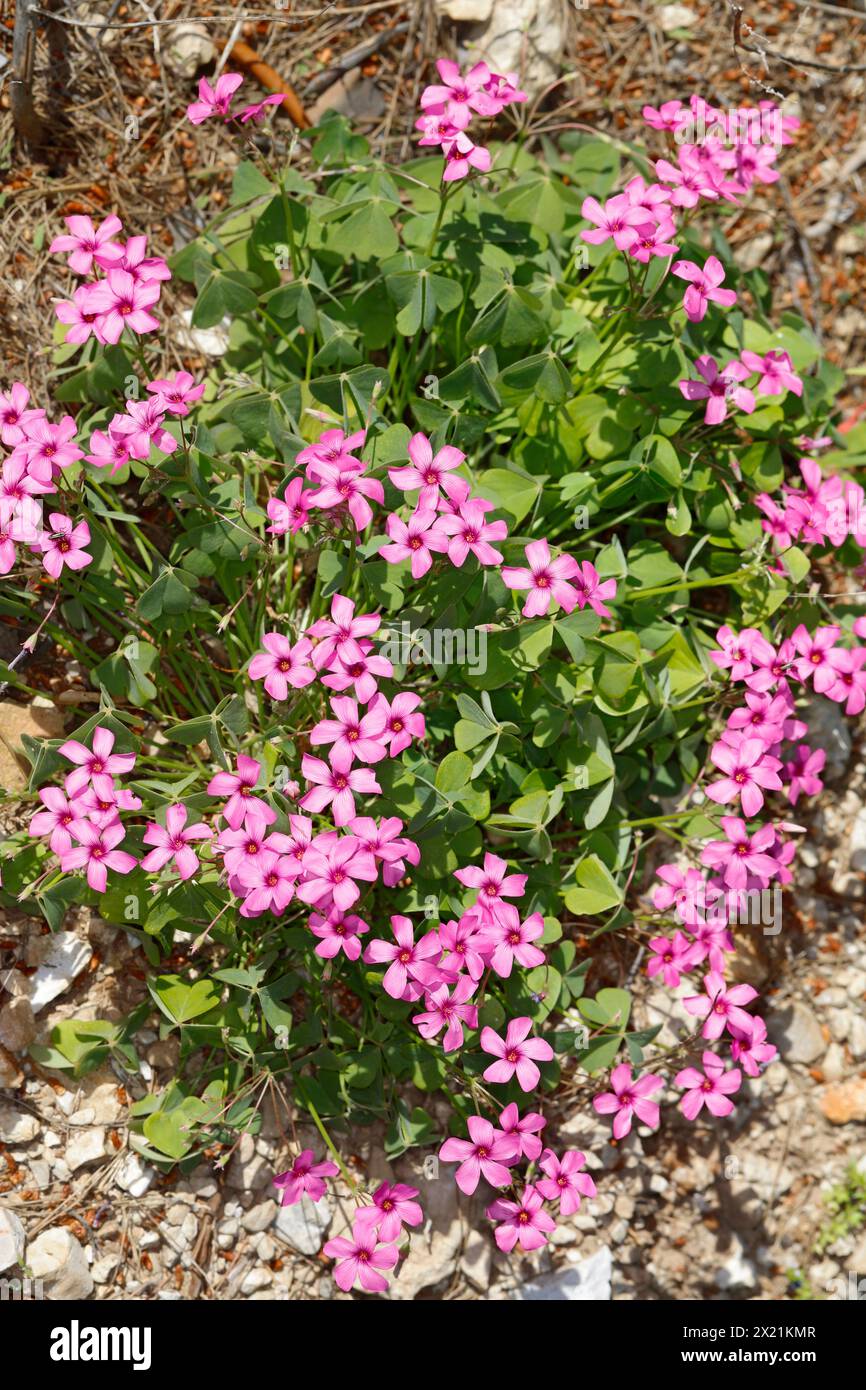 Pink-sorrel, Windowbox wood-sorrel (Oxalis articulata), blooming, Croatia Stock Photo
