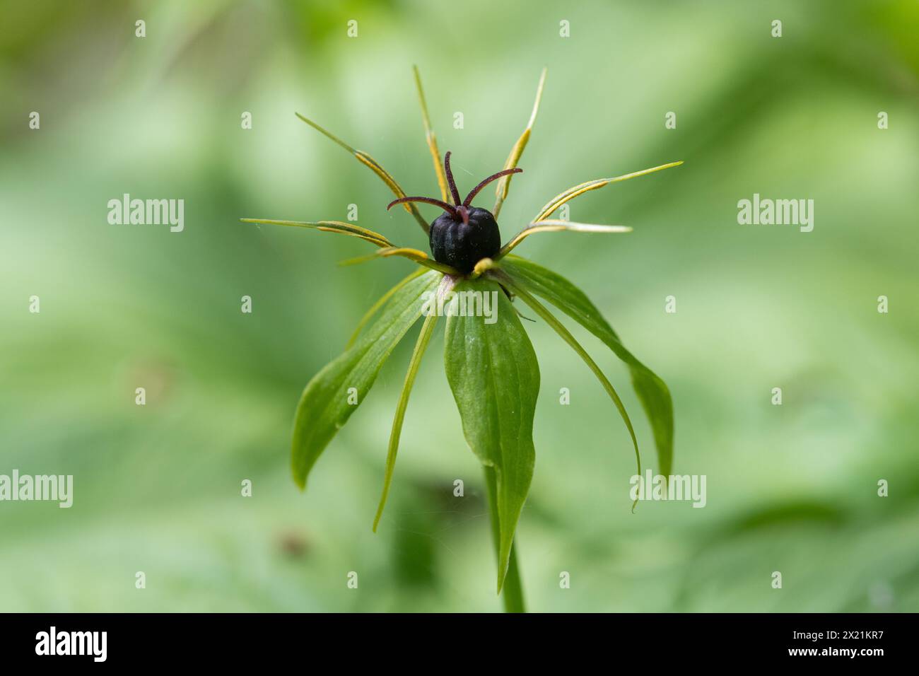 Herb paris (Paris quadrifolia), close-up showing the single yellowish green flower with the fruit, a berry-like black capsule, England, UK Stock Photo