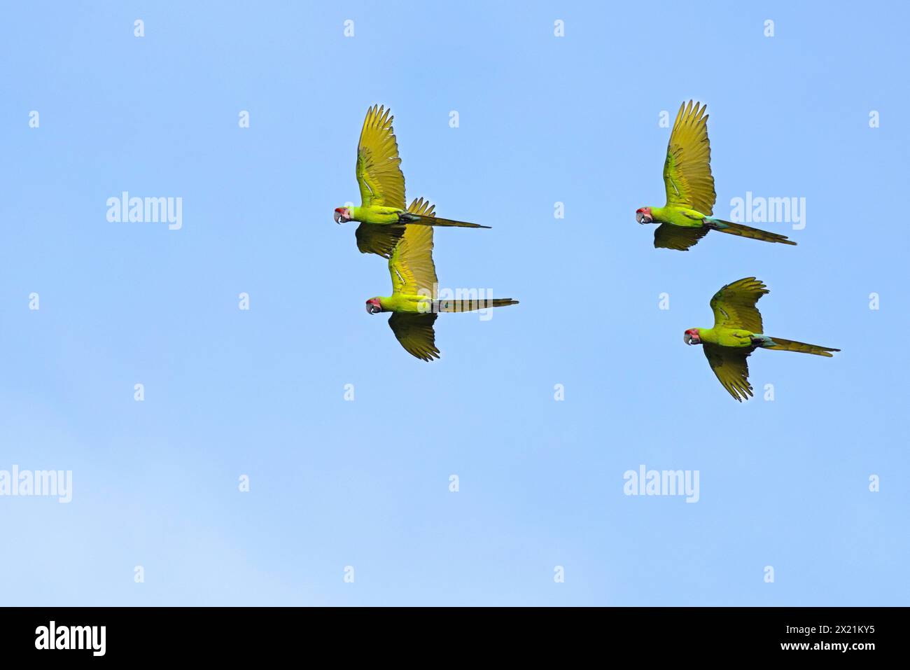 buffon's macaw, buffons macaw (Ara ambiguus, Ara ambigua), group flies in the sky, Costa Rica, Boca Tapada Stock Photo