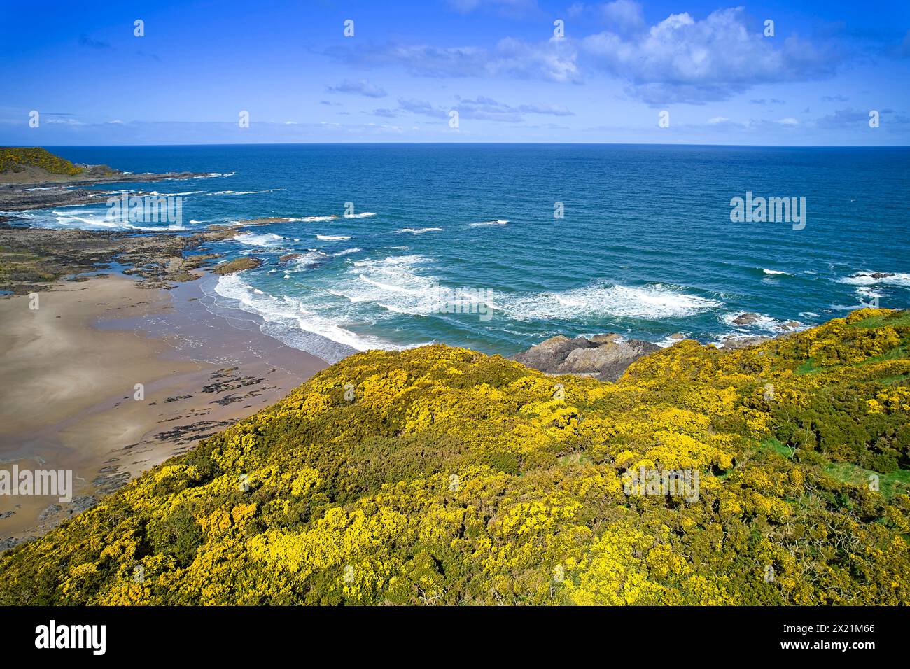 Sunnyside Beach and Bay Cullen Aberdeenshire Scotland blue sea and sky of the Moray Firth mass of yellow gorse in Spring Stock Photo