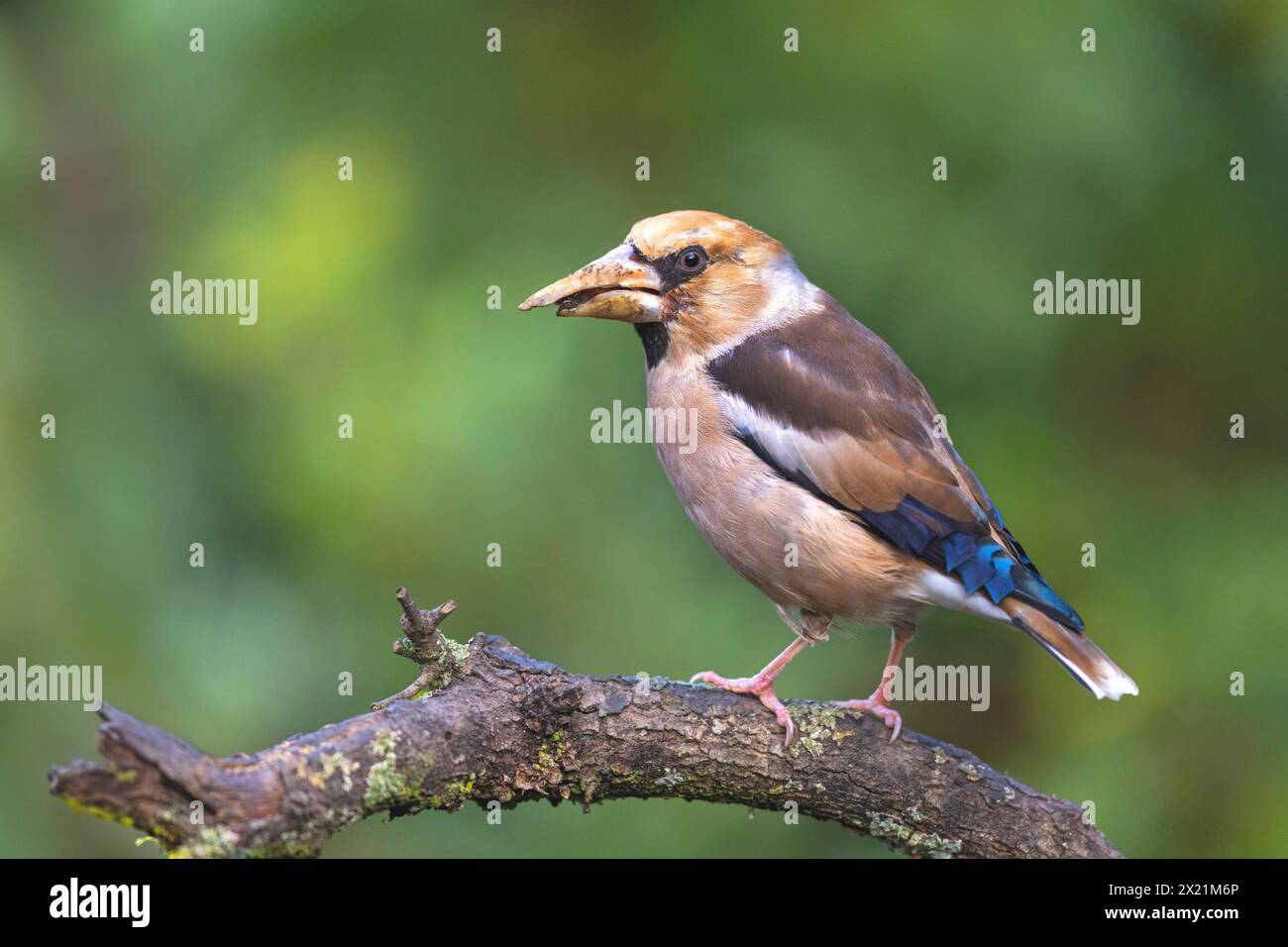 hawfinch (Coccothraustes coccothraustes), in eclipse plumage, sitting on a branch, elongated upper beak, Spain, Andalusia, Adamuz Stock Photo