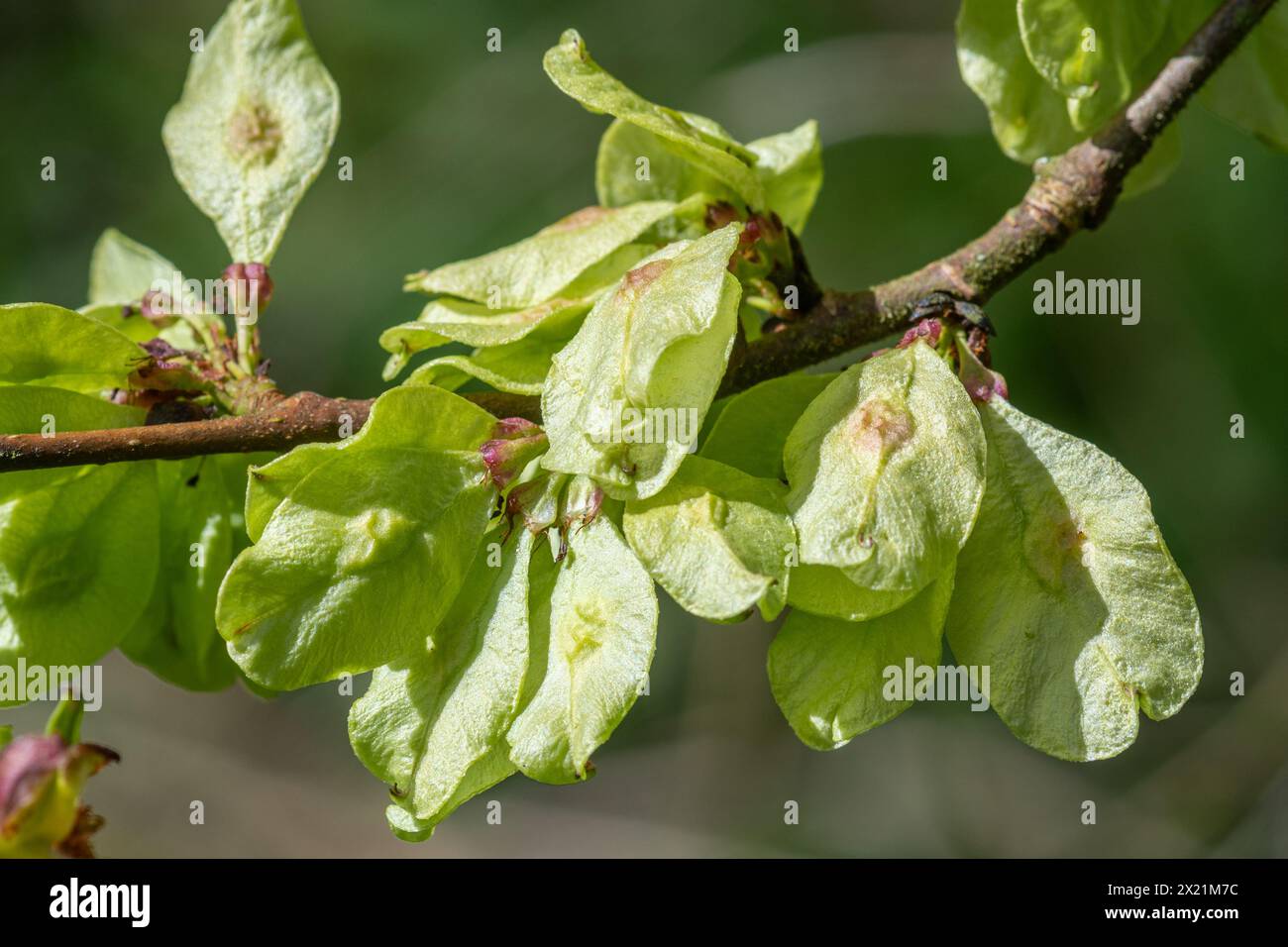 Wych elm (Ulmus glabra) tree in April or Spring with small winged fruits called samaras containing the seeds, in Hampshire woodland, England, UK Stock Photo