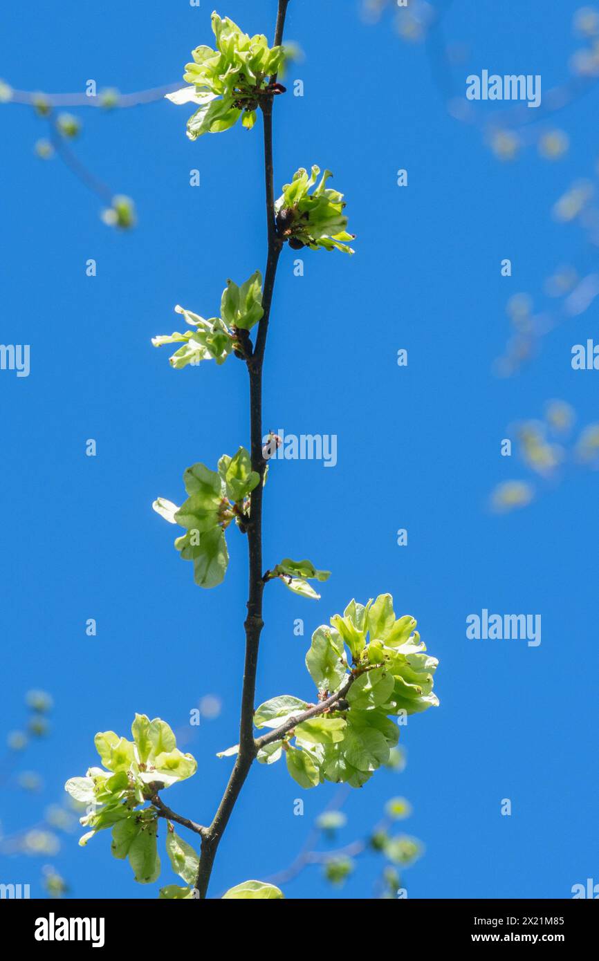 Wych elm (Ulmus glabra) tree in April or Spring with small winged fruits called samaras containing the seeds, in Hampshire woodland, England, UK Stock Photo