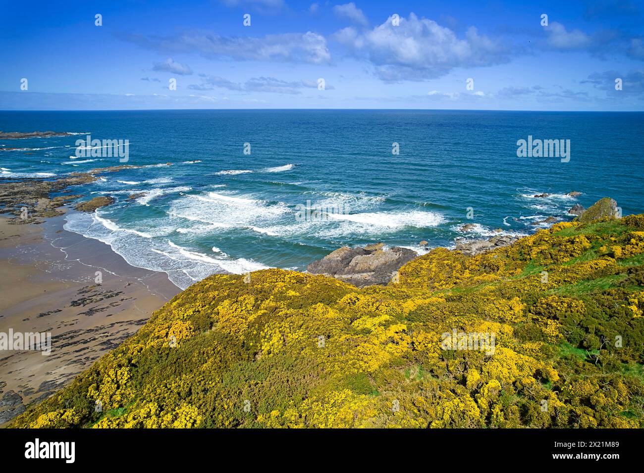 Sunnyside Beach and Bay Cullen Aberdeenshire Scotland blue sea and sky of the Moray Firth masses of yellow gorse in Springtime Stock Photo