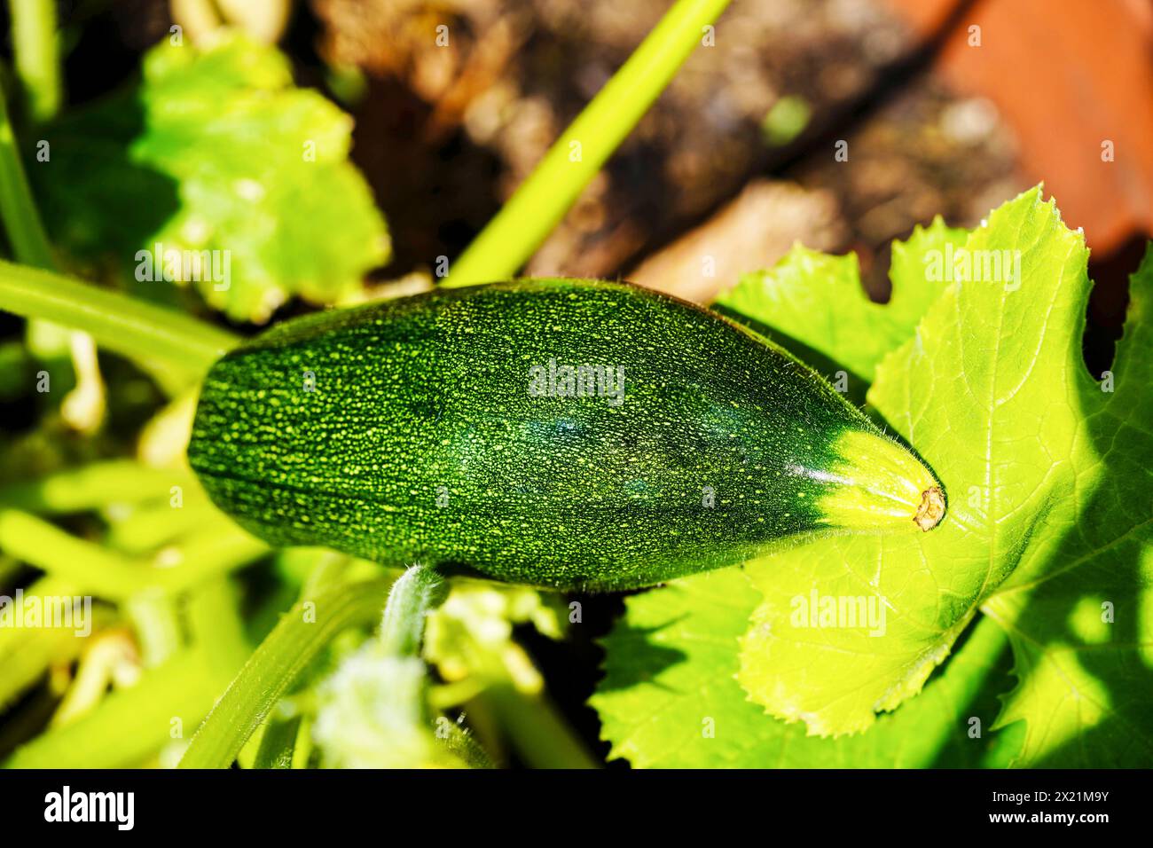 courgette, zucchini (Cucurbita pepo var. giromontiia, Cucurbita pepo subsp. pepo convar. giromontiina), Zucchini on the plant Stock Photo
