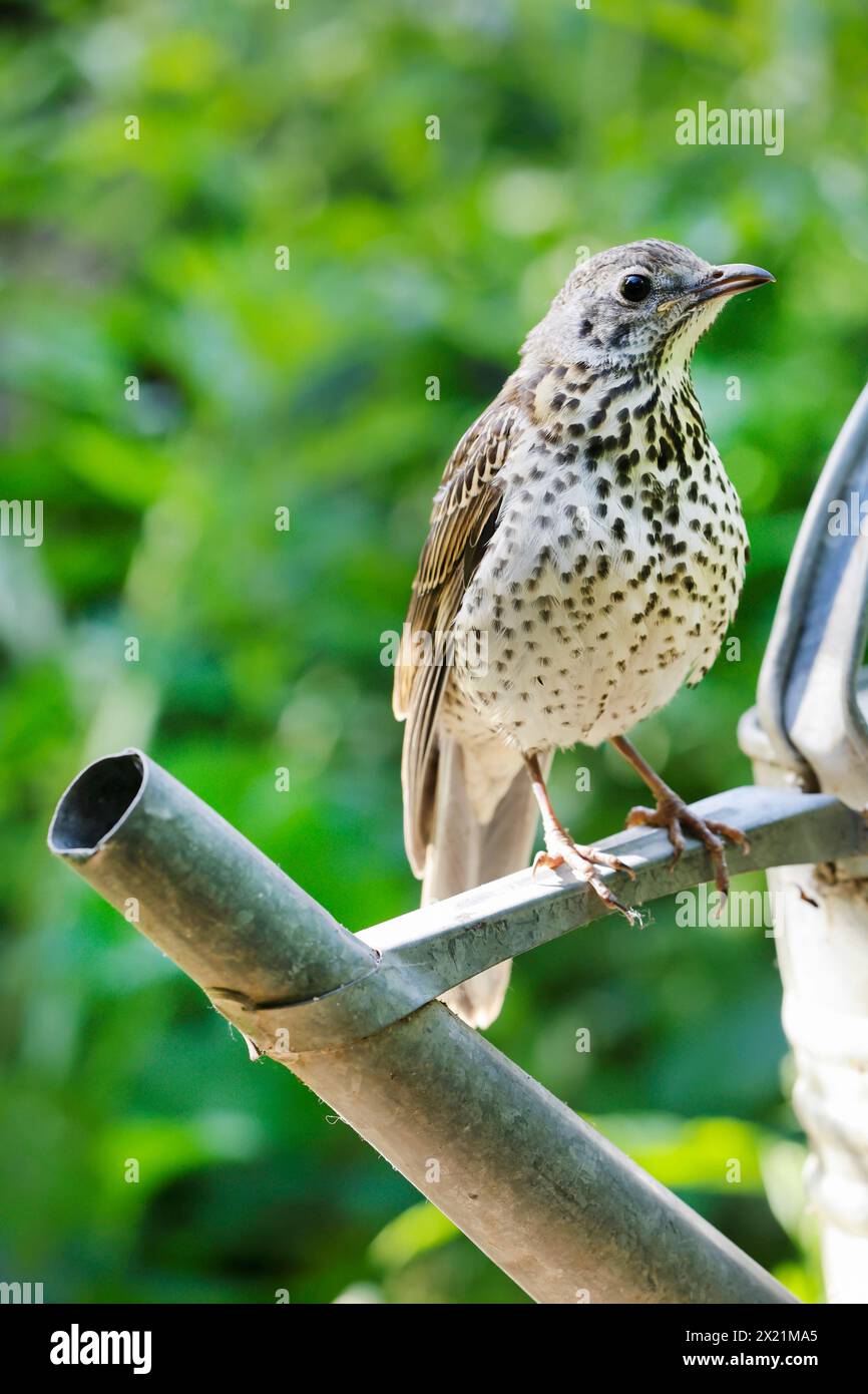mistle thrush (Turdus viscivorus), young bird perching on a watering can, Germany Stock Photo