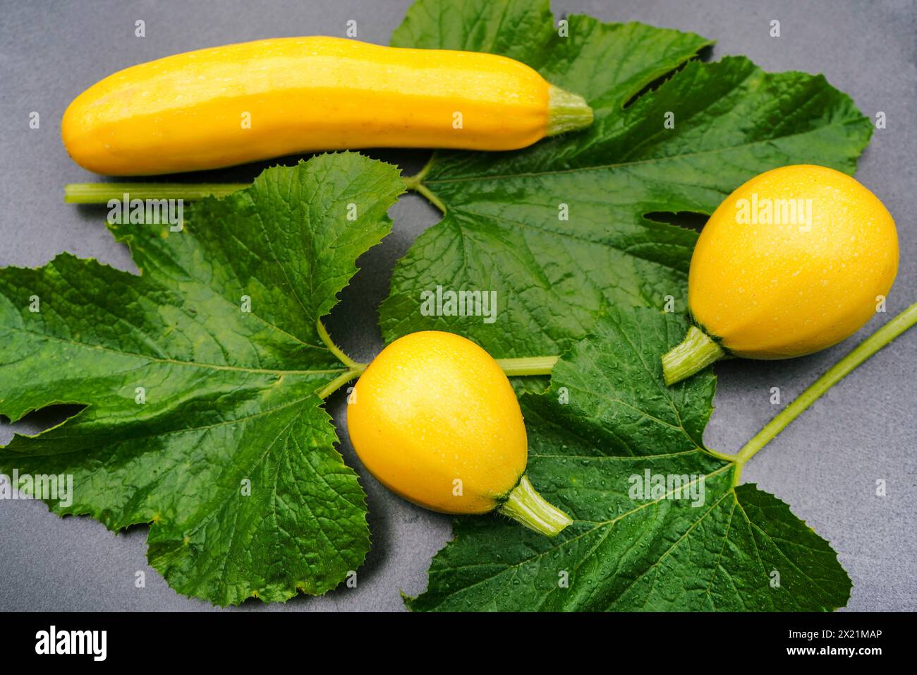 courgette, zucchini (Cucurbita pepo var. giromontiia, Cucurbita pepo subsp. pepo convar. giromontiina), yellow zucchinis Stock Photo