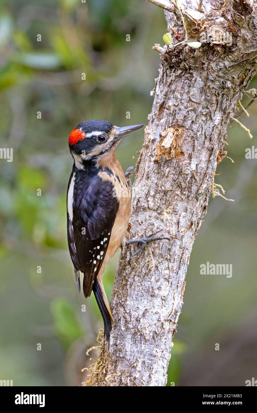 Hairy woodpecker (Leuconotopicus villosus, Picoides villosus), male climbs on papaya trunk looking for food, Costa Rica, San Gerardo de Dota Stock Photo