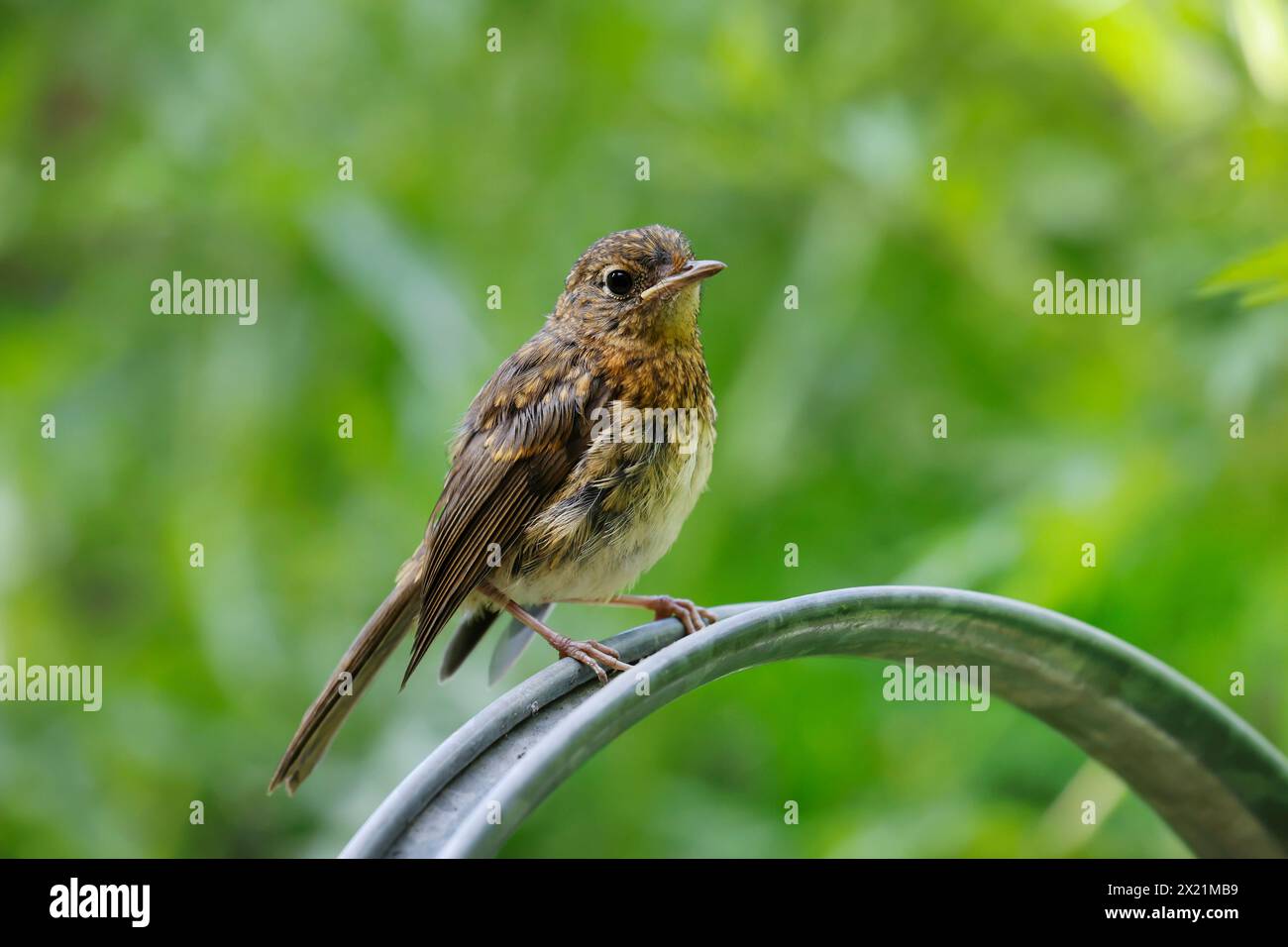 European robin (Erithacus rubecula), juvenile sitting on a watering can in the garden, Germany Stock Photo