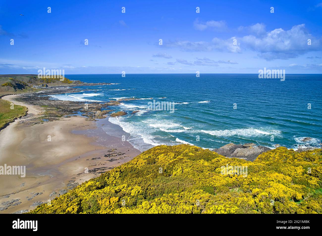 Sunnyside Beach and Bay Cullen Aberdeenshire Scotland blue sea and sky of the Moray Firth yellow gorse in Spring Stock Photo