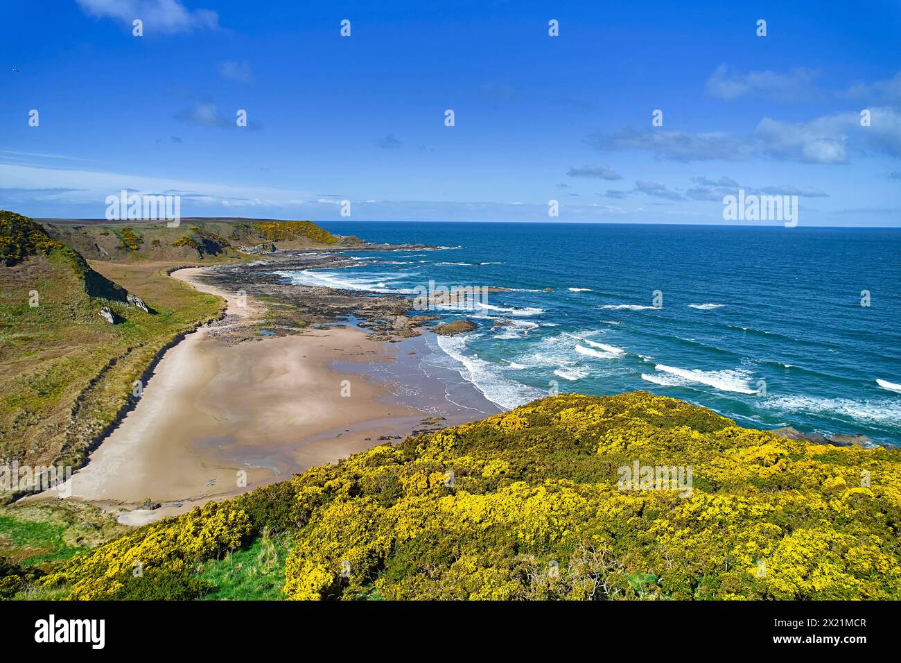 Sunnyside Beach and Bay Cullen Aberdeenshire Scotland blue sea of the Moray Firth yellow gorse in Spring Stock Photo