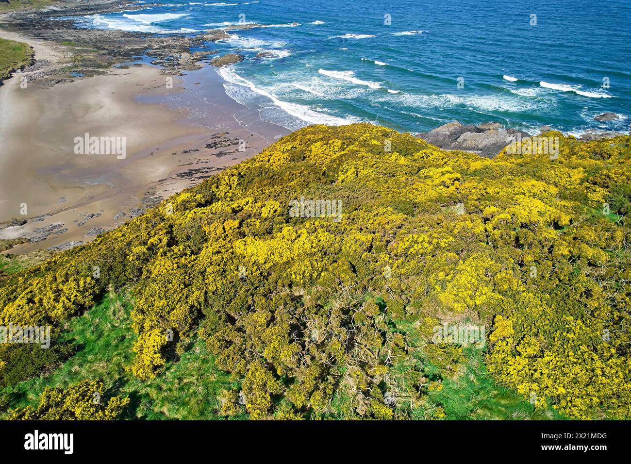 Sunnyside Beach and Bay Cullen Aberdeenshire Scotland blue sea sandy beach and masses of yellow gorse in Spring Stock Photo