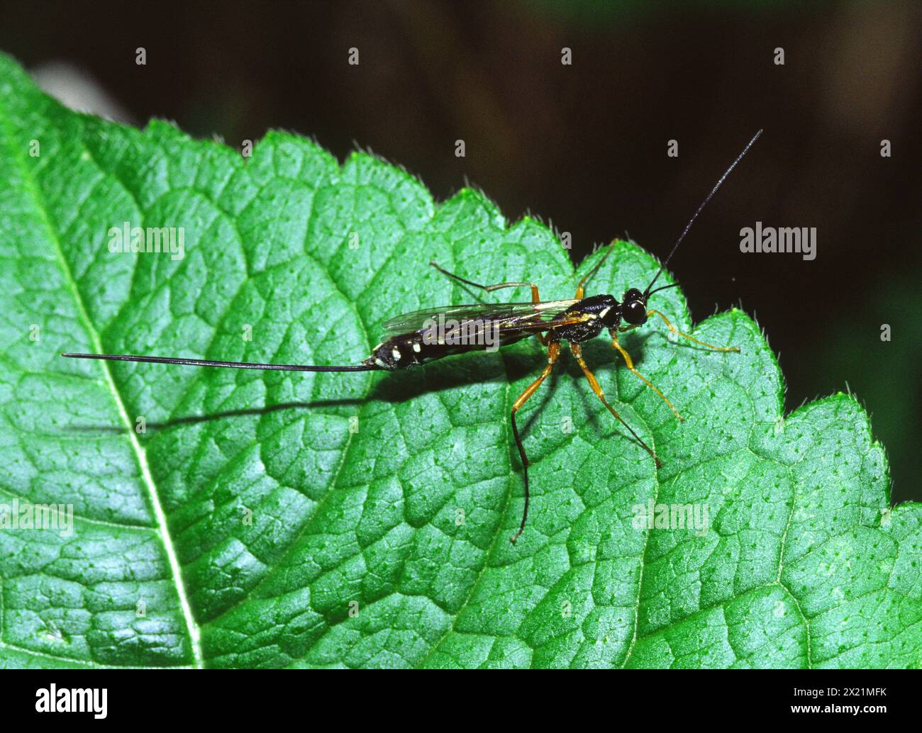 Giant Ichneumon, Sabre Wasp, Large ichneumon wasp (Rhyssa persuasoria), sitting on a leaf, Germany Stock Photo