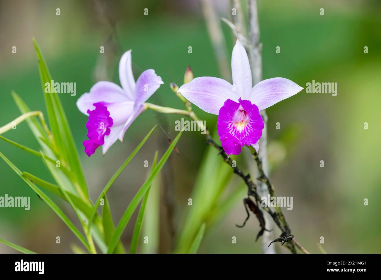 bamboo orchid (Arundina graminifolia), flowers, Costa Rica, Boca Tapada Stock Photo