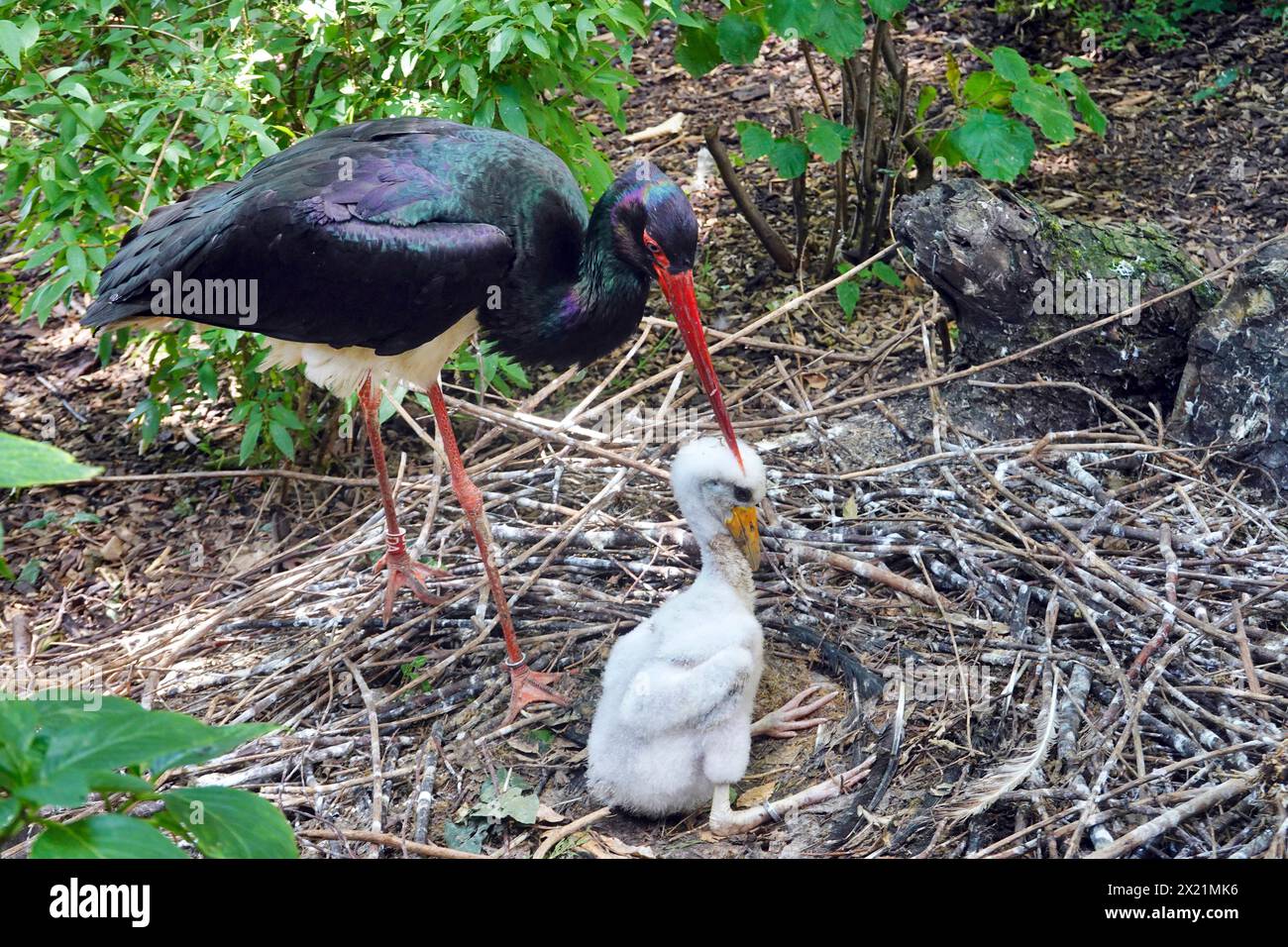 black stork (Ciconia nigra), with chick in the nest, Germany Stock Photo