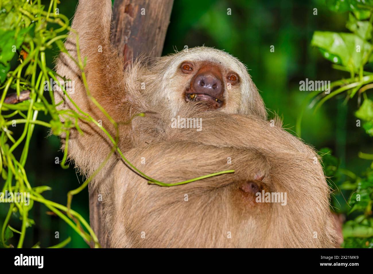 Hoffmann's two-toed sloth, Northern two-toed sloth (Choloepus hoffmanni), lying on a tree, Costa Rica, Alajuela, La Paz Waterfall Gardens Stock Photo