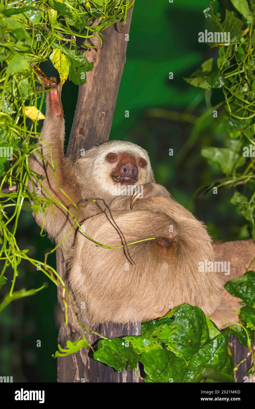 Hoffmann's two-toed sloth, Northern two-toed sloth (Choloepus hoffmanni), lying on a tree, Costa Rica, Alajuela, La Paz Waterfall Gardens Stock Photo