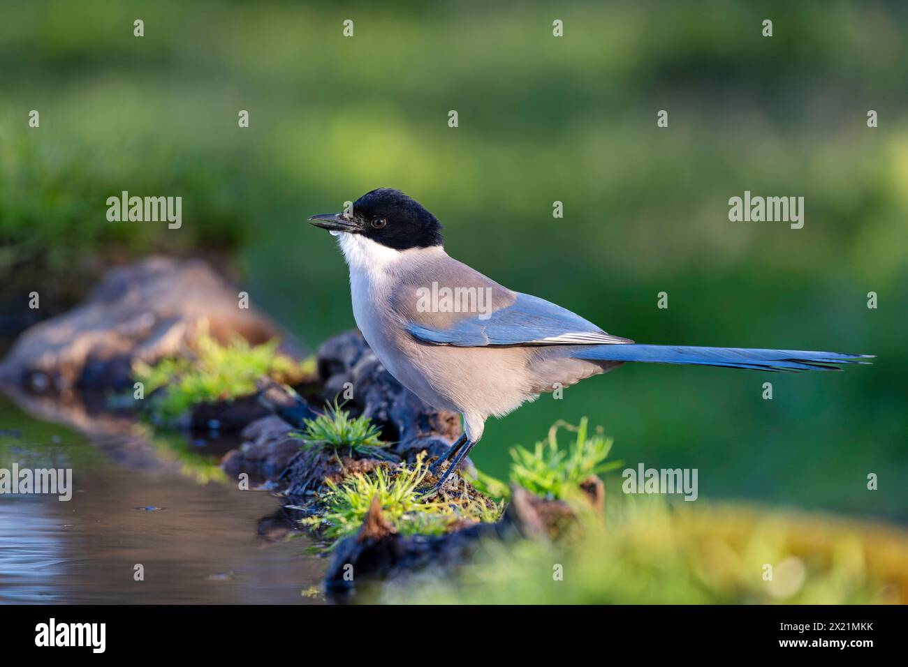 azure-winged magpie (Cyanopica cyanus, Cyanopica cyana), stands at a water hole, Spain, Andalusia, Sierra Morena Stock Photo
