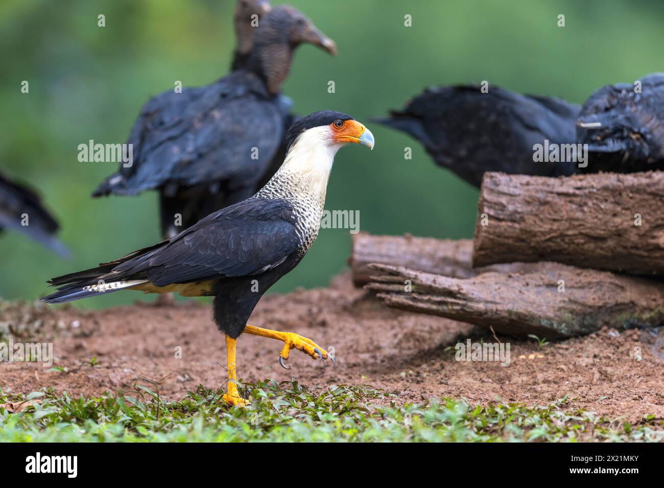 Northern Crested Caracara (Caracara cheriway), runs between black vultures on the ground and searches for food, Costa Rica, Boca Tapada Stock Photo