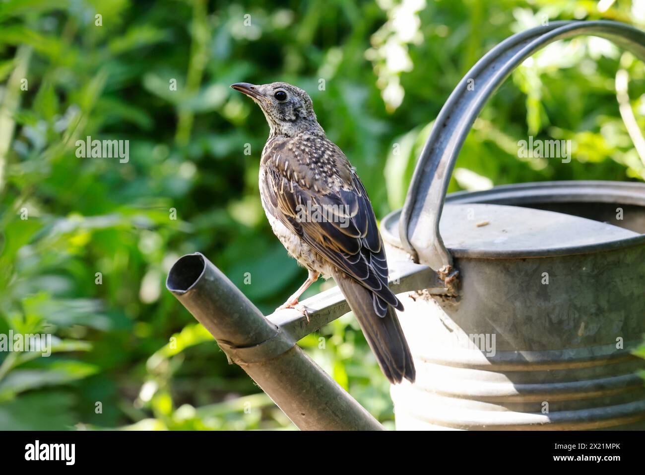 mistle thrush (Turdus viscivorus), young bird perching on a watering can, Germany Stock Photo