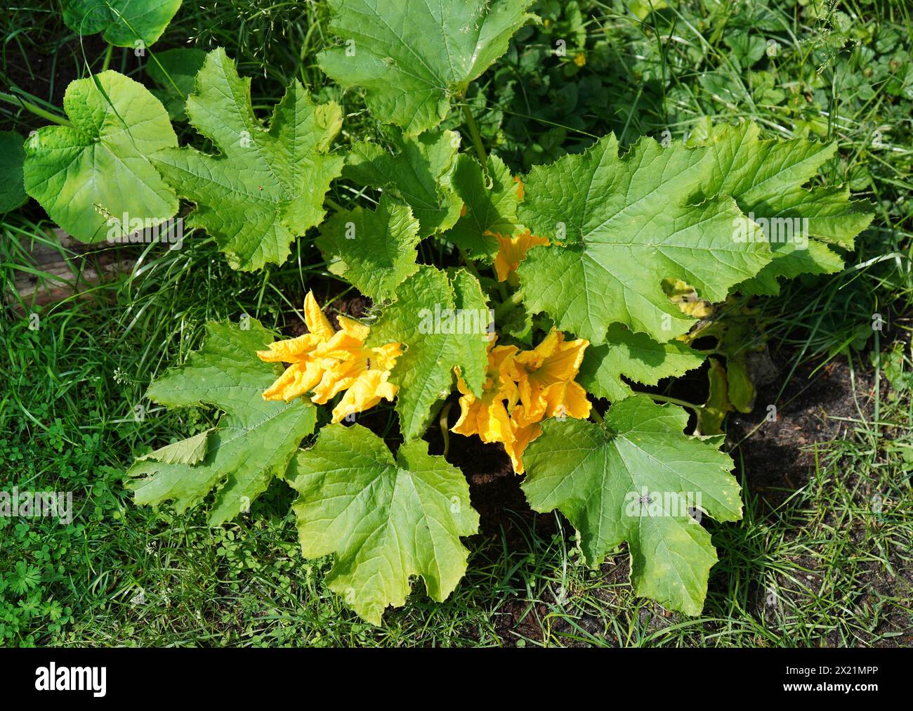 courgette, zucchini (Cucurbita pepo var. giromontiia, Cucurbita pepo subsp. pepo convar. giromontiina), flowering zucchini plant Stock Photo