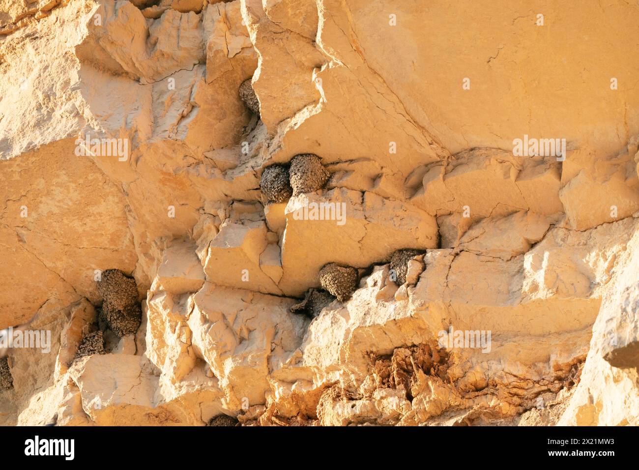 crag martin (Ptyonoprogne rupestris, Hirundo rupestris), swallows' nests on a wind-protected, dry and sunlit rock face, Spain Stock Photo