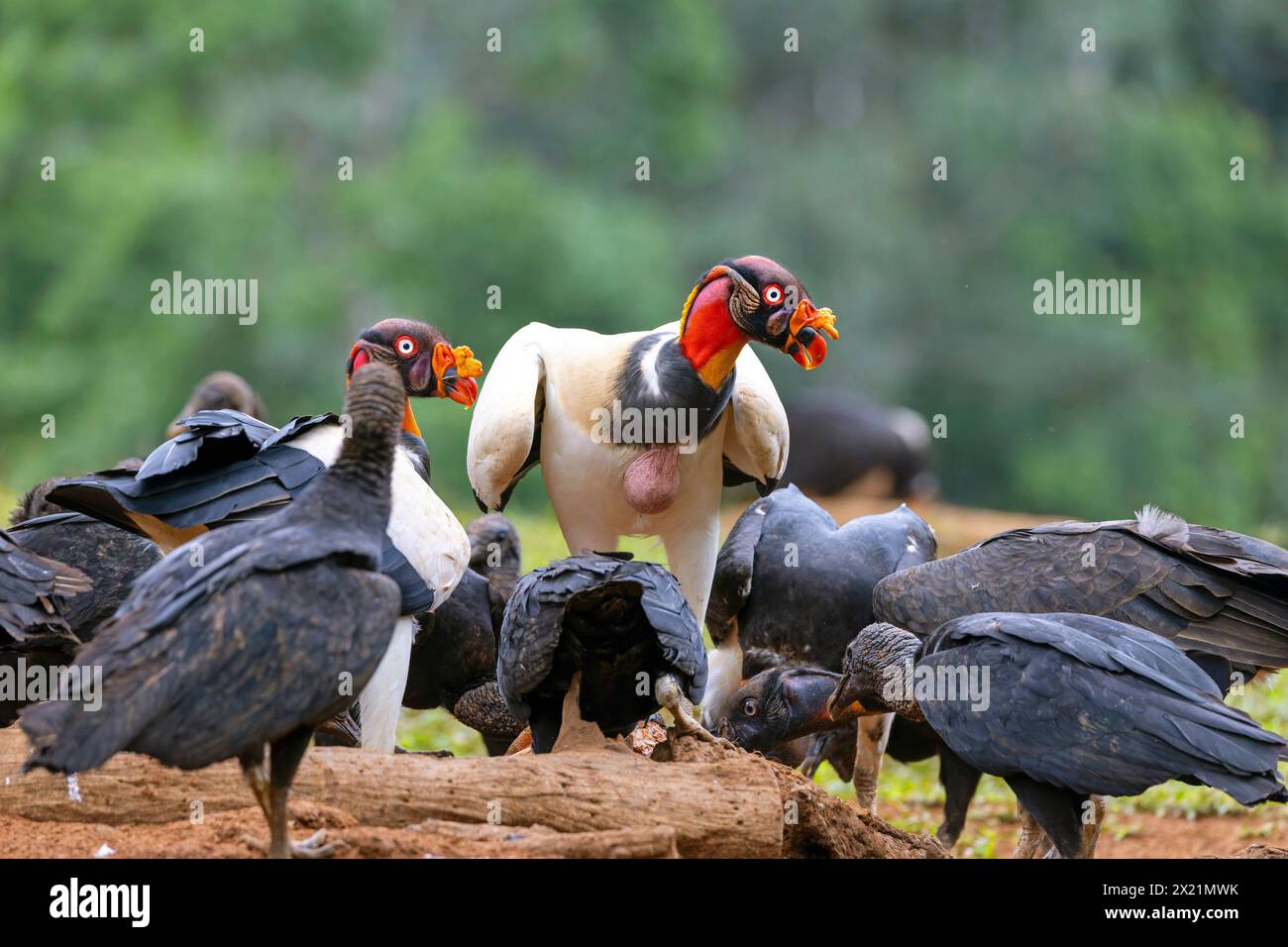 king vulture (Sarcorhamphus papa), king uultures and raven vultures eating carrion together, Costa Rica, Boca Tapada Stock Photo