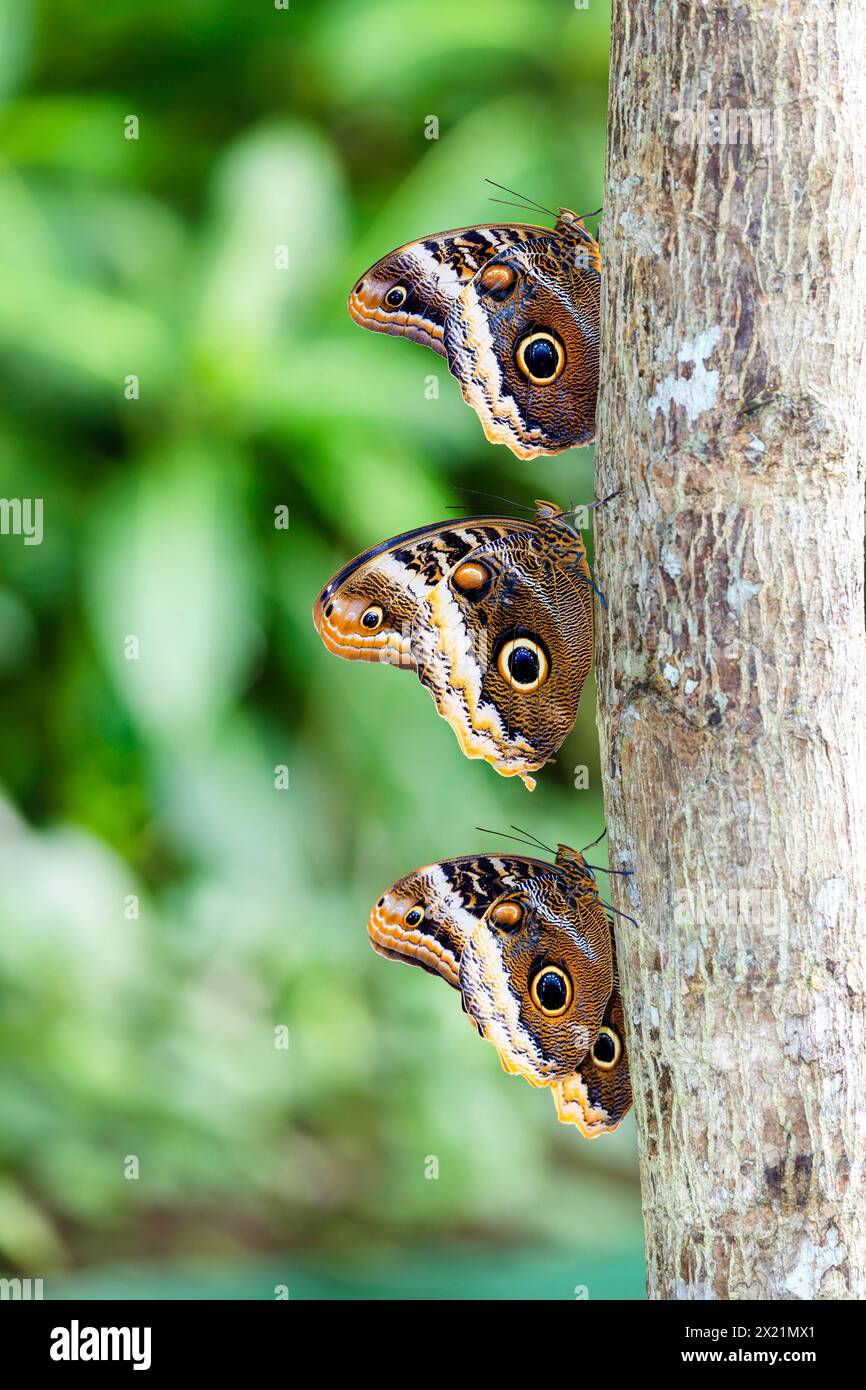 Forest Giant Owl (Caligo eurilochus), three individauls sit among each other on the tree, Costa Rica, La Fortuna Stock Photo