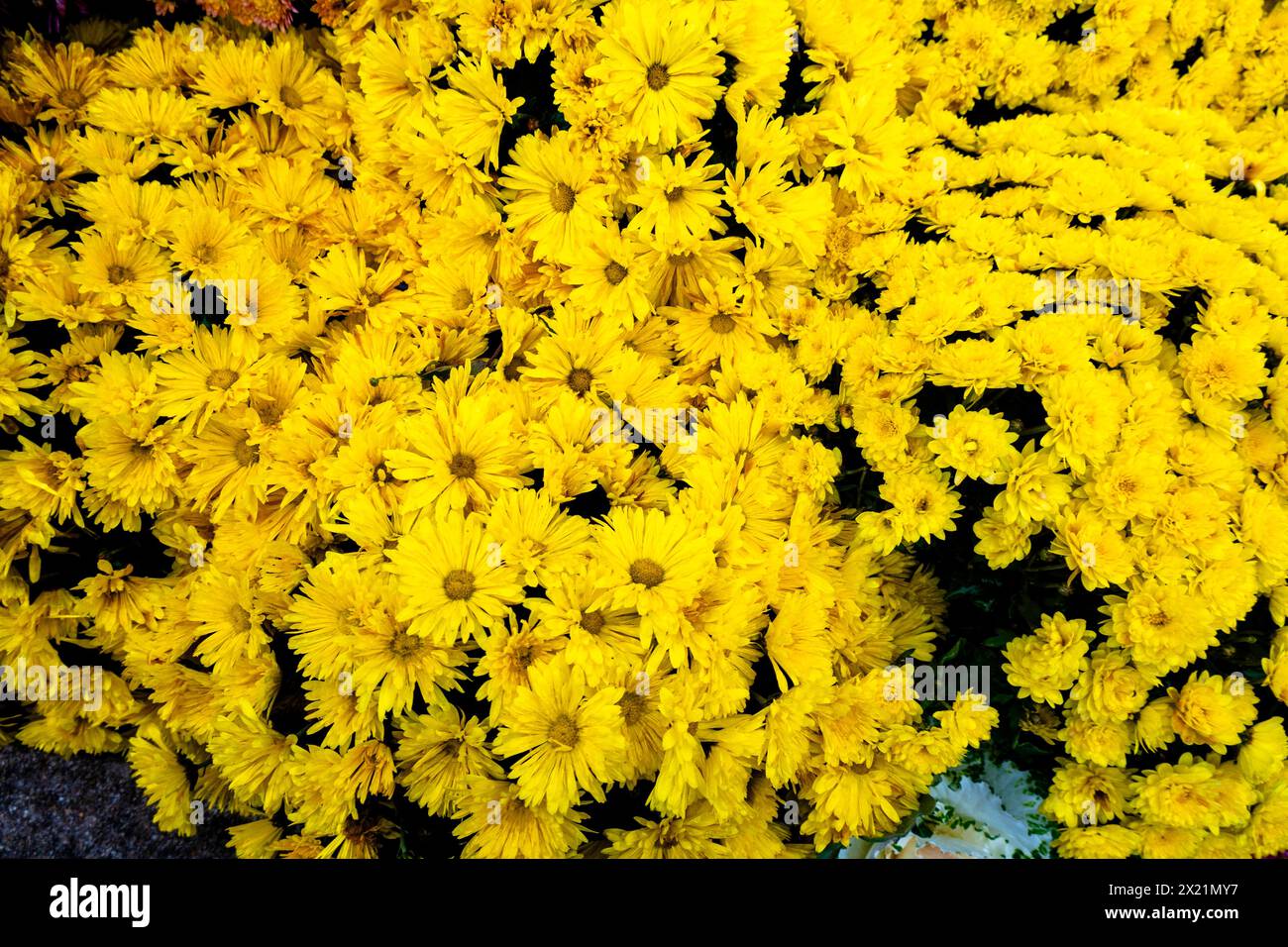 A lot of Yellow flowers Stock Photo