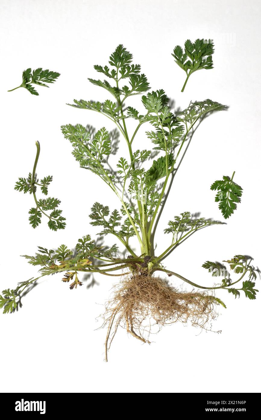 Flat-fruited trailer, field grass. The photo shows the leaves of the flat-fruited trailer plant, the stem and its root system. Stock Photo