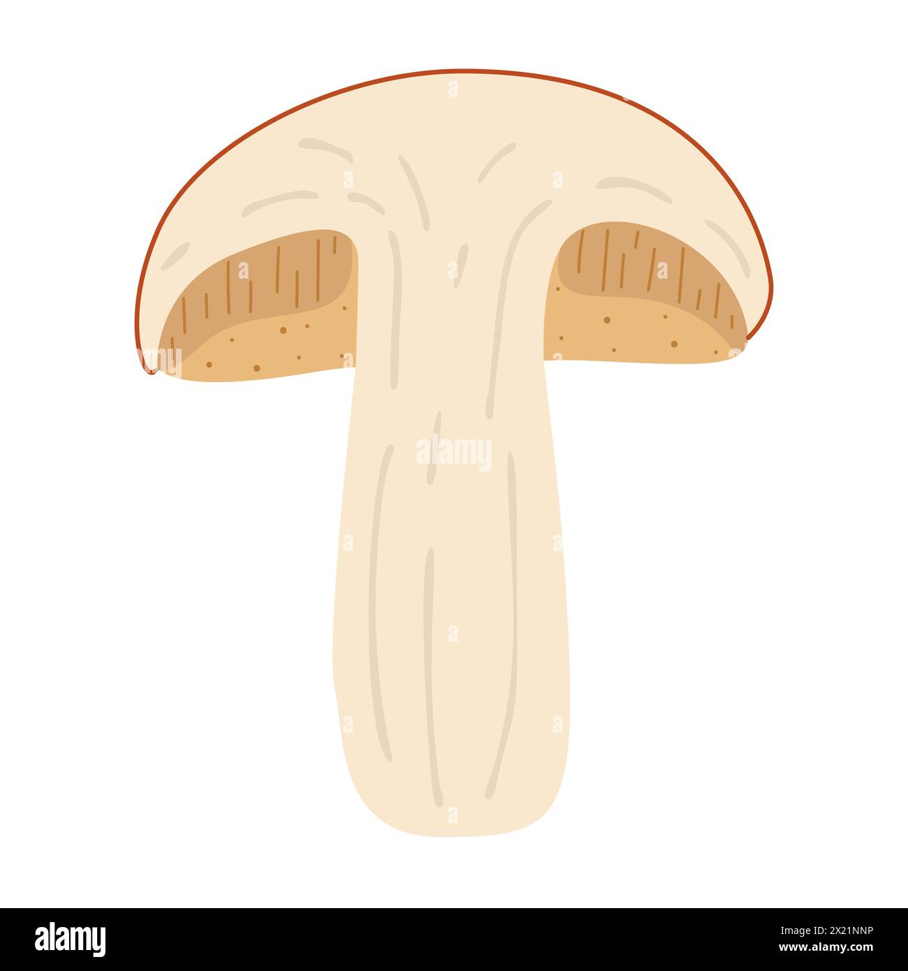 Orange birch bolete. halved mushroom. Leccinum fungi. Edible forest mushrooms. Vegetarian fungi brown cap boletus. Botanical flat vector illustration isolated on white background.  Stock Vector