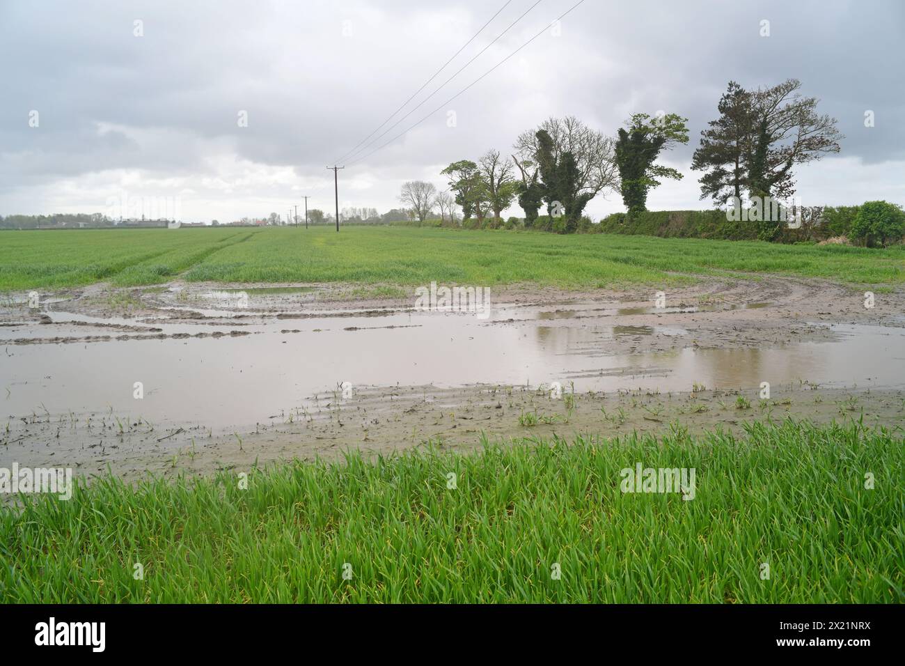 flooded crops in farmers field during heavy rainfall york yorkshire united kingdom Stock Photo