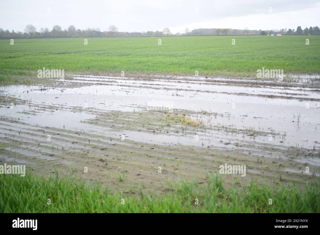 flooded crops in farmers field during heavy rainfall york yorkshire united kingdom Stock Photo