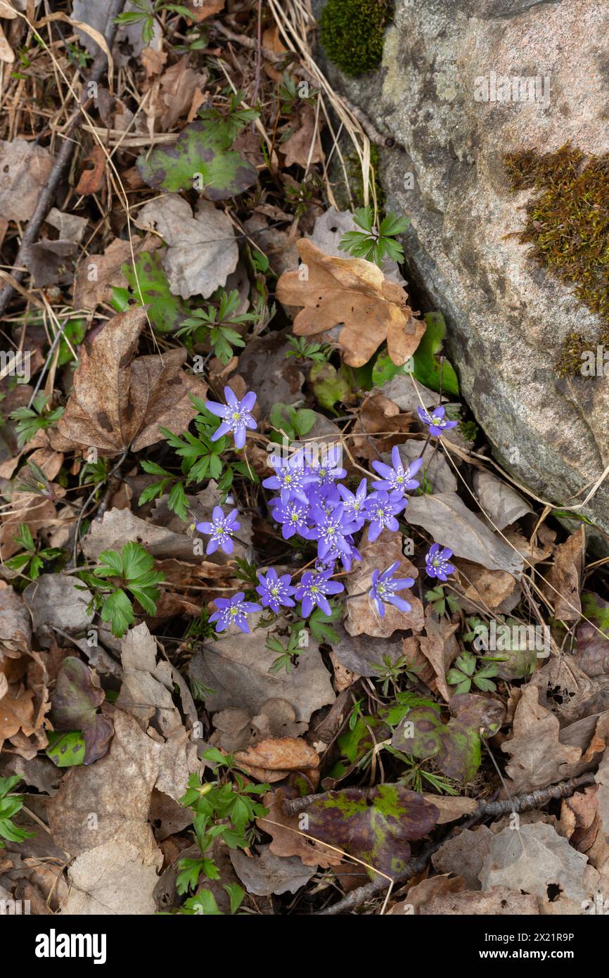 Flowering hepatica in spring, surrounded by brown autumn leaves Stock Photo