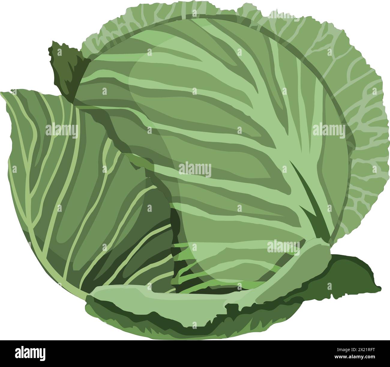 cabbage-vector-illustration-stock-vector-image-art-alamy