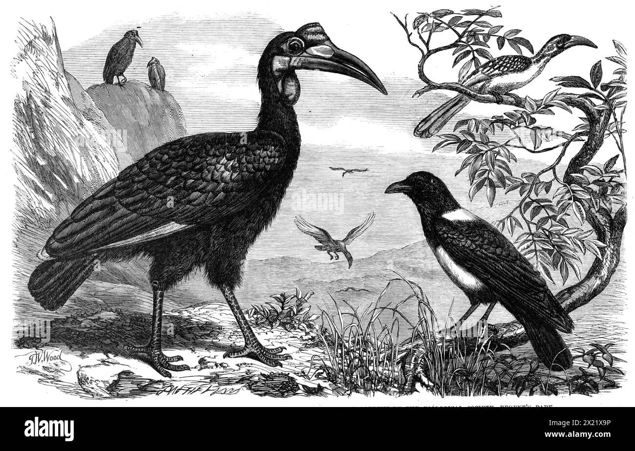 Abyssinian Hornbill, White-Necked Crow, and Small Hornbill, Zoological Society, Regent's Park, 1865. African birds. 'The large, gaunt-looking bird, [foreground], and companions of which are seen in various positions on the rocks behind and in the air above, is one of the strange family of hornbills - the Bucerotidae of naturalists. Departing widely from the usual habits of his congeners, which are generally forest-lovers and fruit-eaters, the ground hornbill, as its name indicates, inhabits the open districts of inner Africa, and lives on insects and reptiles...The example in the...Society's p Stock Photo