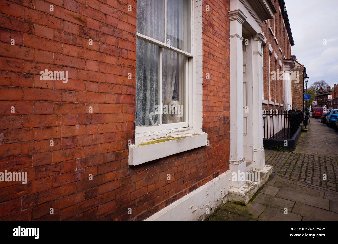 Small dog looking out of sash window in Old Bridlington High Street Stock Photo