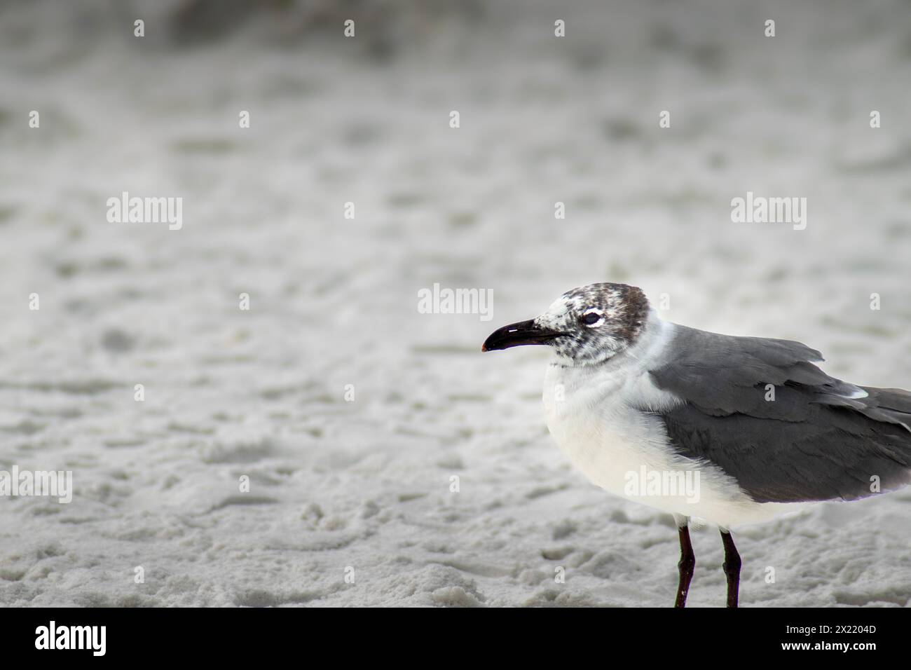 Single Seagull on beach Stock Photo