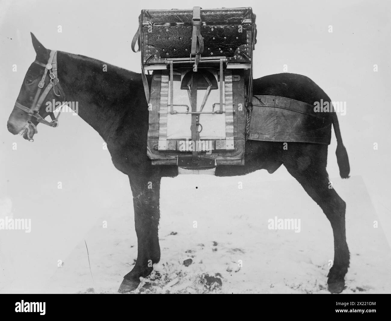 Pack horse used by U.S. Army Signal Corps, carrying chest of