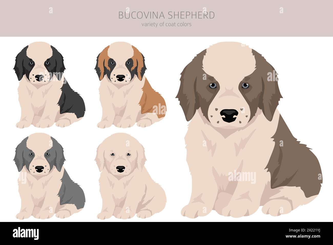 Bucovina shepherd clipart. Different coat colors and poses set.  Vector illustration Stock Vector