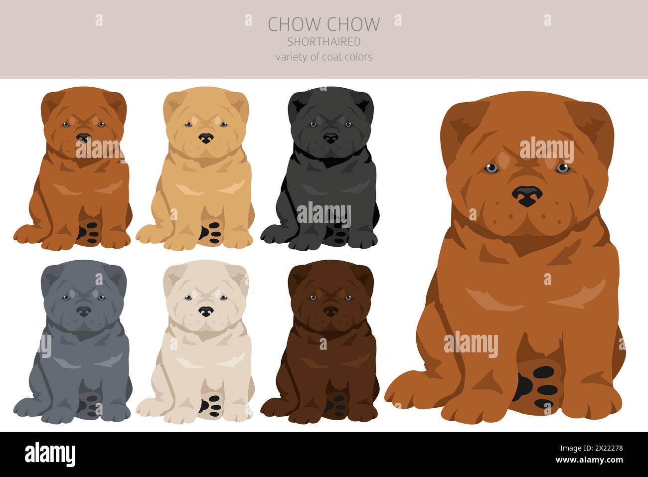 Chow chow shorthaired variety puppy clipart. Different poses, coat colors set.  Vector illustration Stock Vector