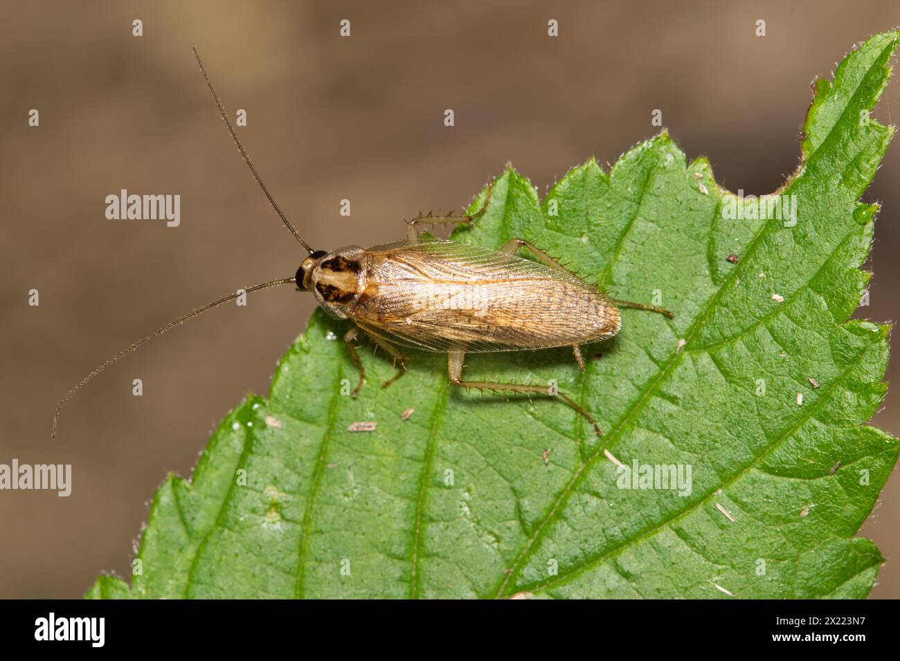 German Cockroach Blattella Germanica Insect On Leaf With Copy Space German Cockroach Blattella Germanica Insect On Leaf With Copy Space