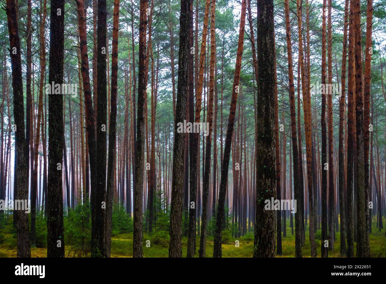 Dark pine forest in early spring. Light shining through the rows of tree trunks. Photo taken during the day with natural light. Stock Photo