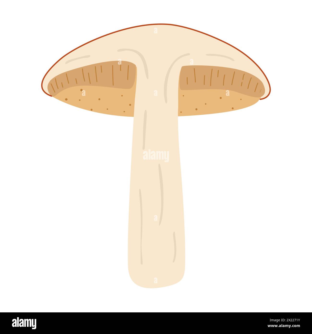 Orange birch bolete. halved mushroom. Leccinum fungi. Edible forest mushrooms. Vegetarian fungi brown cap boletus. Botanical flat vector illustration isolated on white background.  Stock Vector