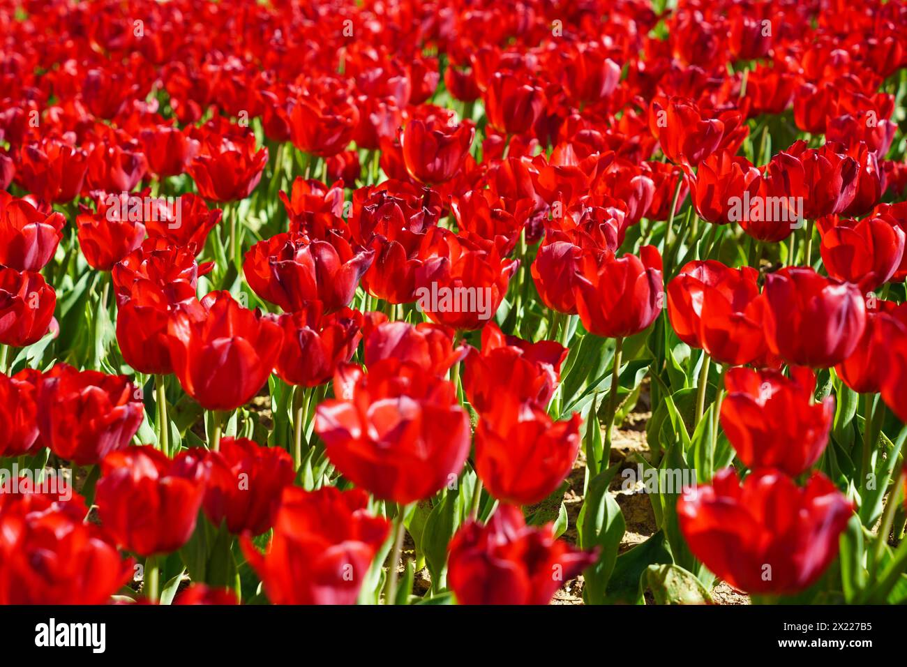 Bulbous flower that blooms every year in April, red tulips with very