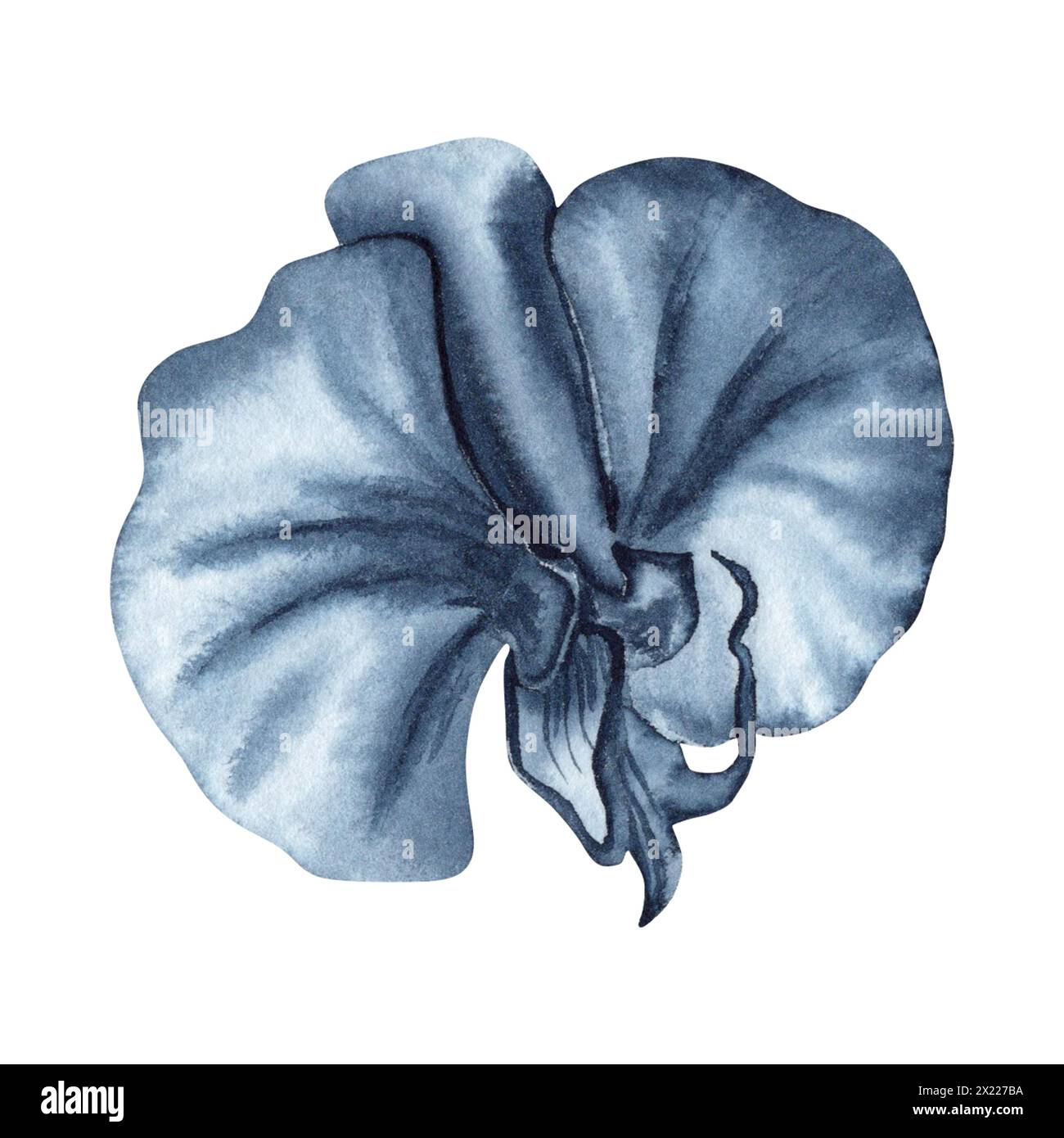 Blue orchid flower watercolor painting. Hand drawn illustration isolated on white background. Indigo monochrome floral element for fashion, beauty Stock Photo