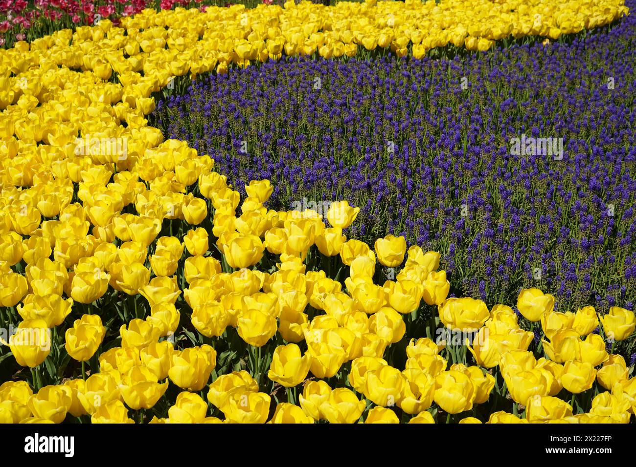 Bulbous flower that blooms every year in April, yellow tulips with very vibrant colors and arabian hyacinth, Turkey Istanbul Emirgan grove Stock Photo