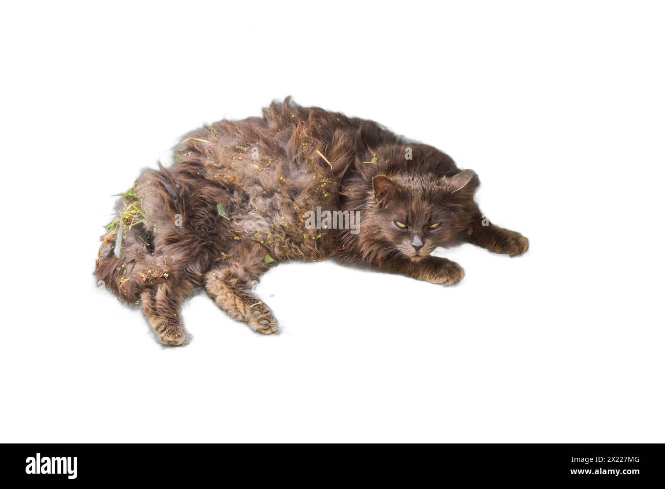 An isolated image of a cat lying down with its fur covered in dirt and
