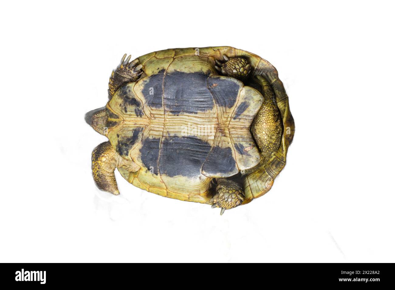 The underside of a tortoise isolated on a transparent background. Ideal for educational illustrations, zoology projects, and wildlife designs. Stock Photo
