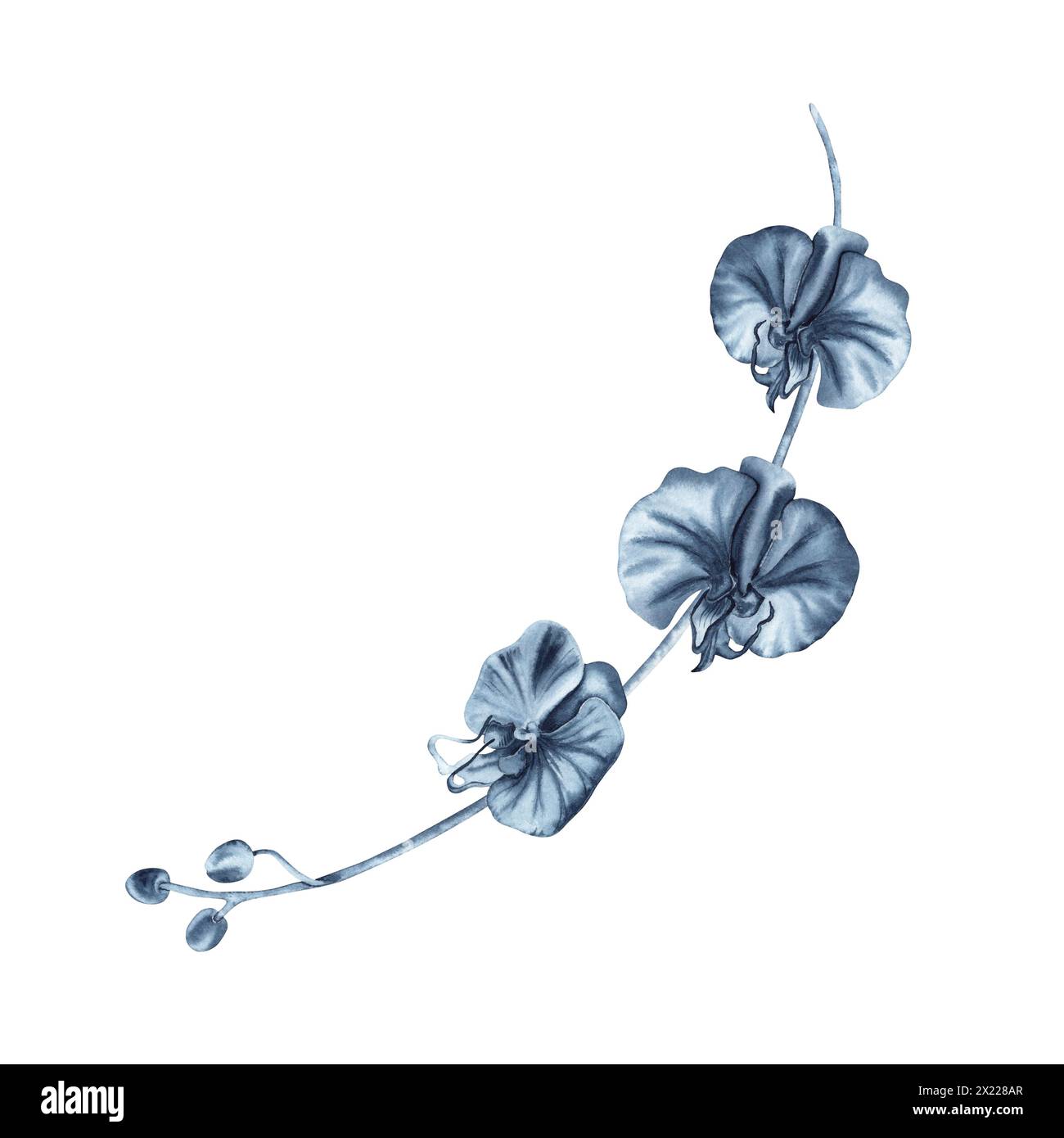 Blue orchid flowers branch with buds. Watercolor hand drawn illustration isolated on white background. Indigo monochrome floral painting for fashion Stock Photo
